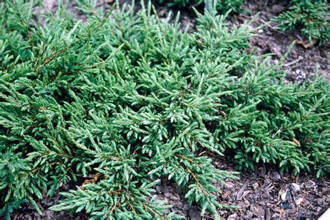 Juniperus communis 'Repanda' | juniper 'Repanda' Conifers/RHS