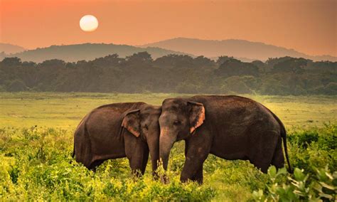 For Sri Lanka Tour Package Qantas Tours