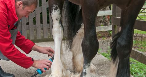 Clipping Your Horse – Tips and Tricks for an Uncomplicated Process ...