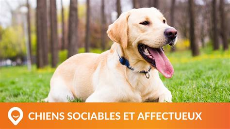 Les Meilleures Races De Chiens Affectueux Et Sociables Guide Youtube