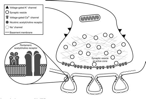 Figure 2 From Neuromuscular Junction In Health And Disease Semantic