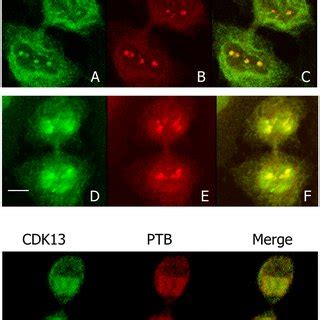 (PDF) CDK13, a Kinase Involved in Pre-mRNA Splicing, Is a Component of ... 
