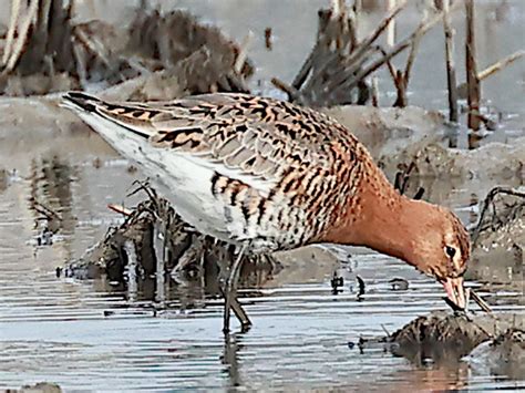 Black Tailed Godwit Limosa Limosa