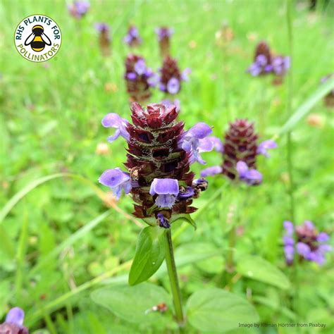 Selfheal seeds - Prunella vulgaris - Wildflower