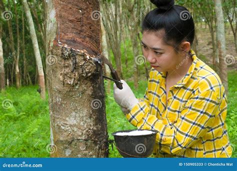 Tapping Latex From A Rubber Tree Stock Photo Cartoondealer