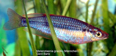 Melanotaenia Gracilis Rainbowfishstable