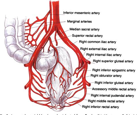 Inferior Rectal Artery