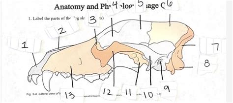 Dog skull diagram Flashcards | Quizlet