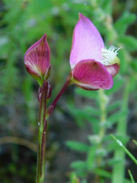 Butterfly Falsepea From Greyton Nature Reserve 7233 South Africa On