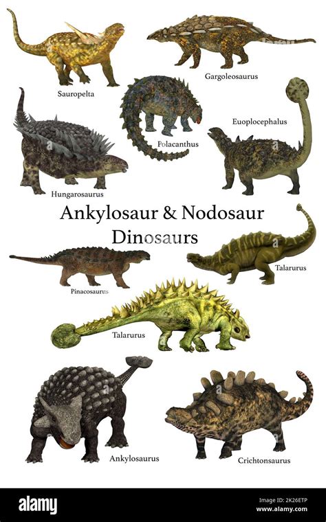 A Collection Of Prehistoric Armored Animals Known As Ankylosaur And