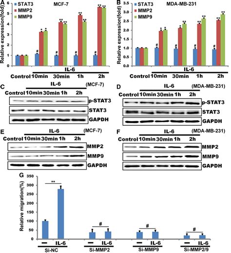 Il Induces Mmp And Mmp Expression In Breast Cancer Cell Migration