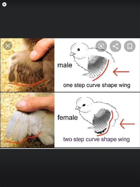 How to sex your chickens tips and tricks – Artofit