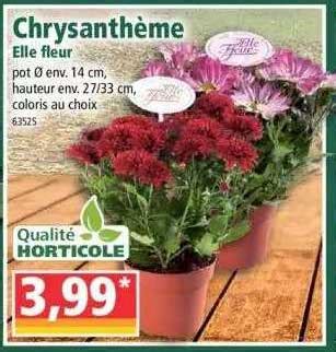 Promo Chrysanth Me Elle Fleur Chez Norma Icatalogue Fr