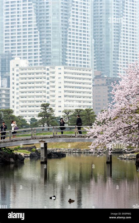 Bridge with cherry blossoms in Hamarikyu Gardens, Chuo-ku, Tokyo Stock ...