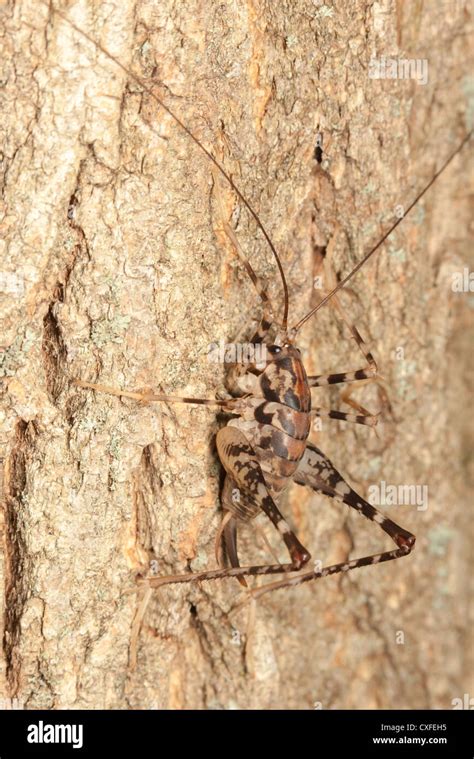 Camel Cricket Hi Res Stock Photography And Images Alamy