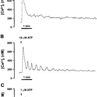 Representative Recordings Of ATP Induced Ca 2 Responses In Single Cow