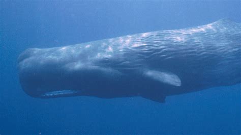 Sperm Whale Classification Telegraph