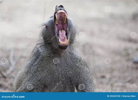 Baboon Yawning stock photo. Image of sighting, south - 39243728