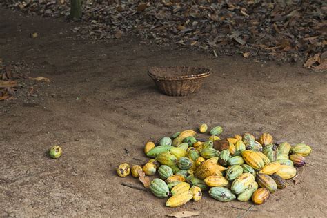 Cocoa Production In Africa