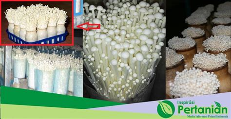 Cara Budi Daya Jamur Enoki Di Indonesia Lengkap