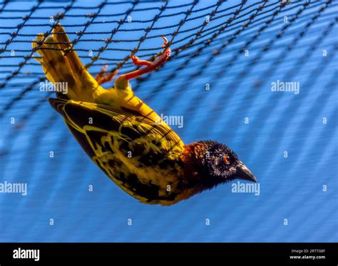 Weaver Bird With Bright Colours Stock Photo Alamy