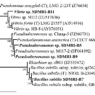 Morphology of cyanobacteria A) Phormidium sp. and B) Synechocystis... | Download Scientific Diagram