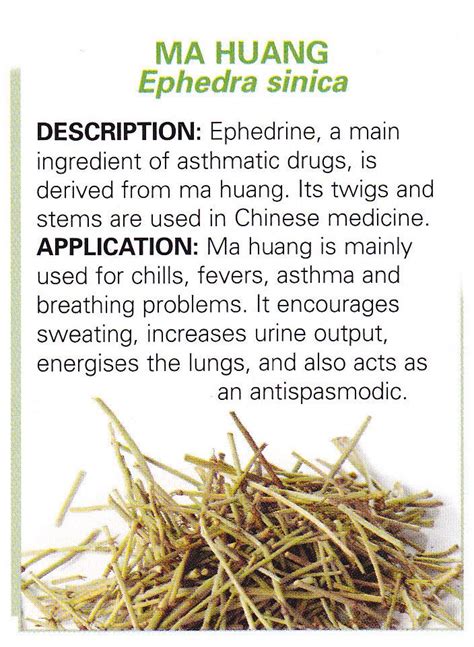 Chinese Herbs Ma Huang Ephedra Sinica Herbal Healing Chinese