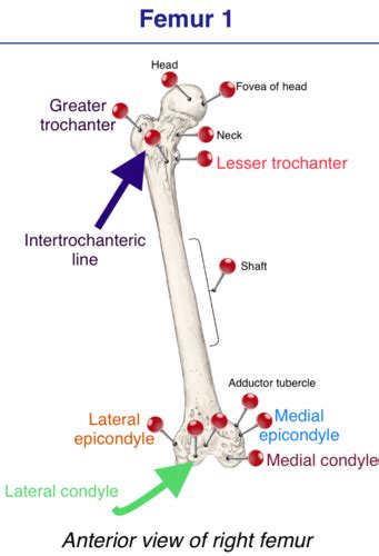 Lower Extremity Practical Flashcards Quizlet