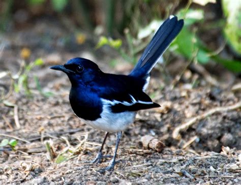 Foto Burung Kacer Burung