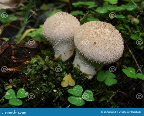 Mushrooms in the Autumn Northern Forest. Raincoat. Edible Raincoat ...