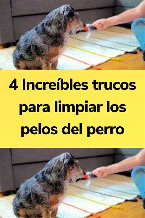 Cómo limpiar los pelos del perro 4 trucos Perros Hogar para perros