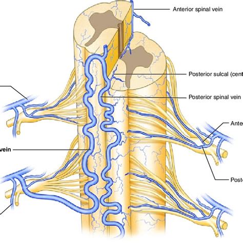 2 Spinal arterial anatomy showing the artery of Adamkiewicz [11] | Download Scientific Diagram