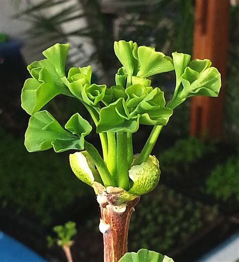 File Ginko Bud  Wikimedia Commons