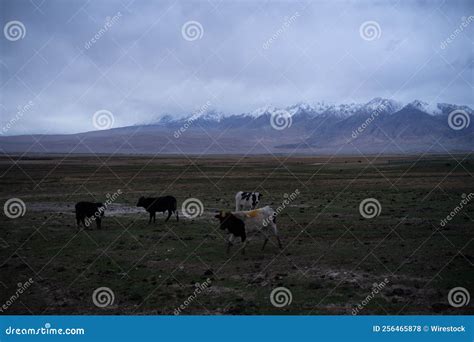 Boi Pastoreando No Campo Contra Montanhas Capa De Neve Foto De