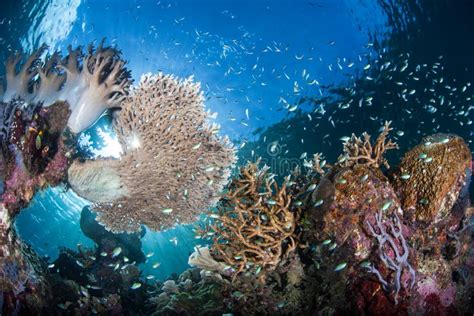 Vibrant Coral Reef In Alor Indonesia Stock Image Image Of Beautiful