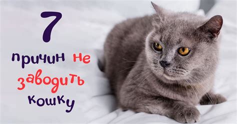 Причины не заводить кота: чисто рациональные моменты