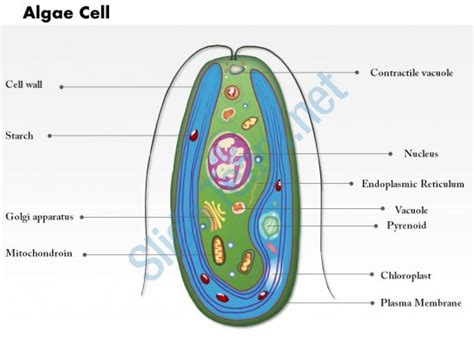 Red Algae Diagram Labeled