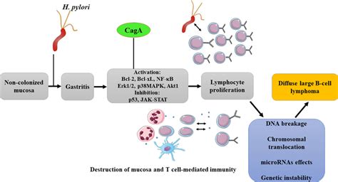 Colonization Of The Stomach With CagA Positive H Pylori Strains And