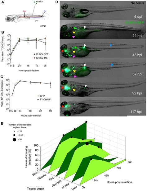 Chikv Replicates In Zebrafish And Disseminates To Various Organs A