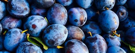 Blue plums on a tree stock photo. Image of closeup, food - 194761750