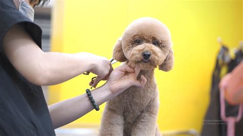 How To Do The Teddy Bear Cut On Poodle