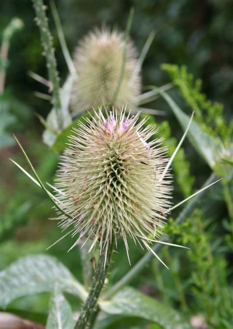 Thistle Flower | OpenGameArt.org