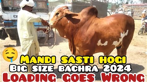 Kitne Ka Liya Qurbani Bakra Eid Sahiwal Cholistani Bachre