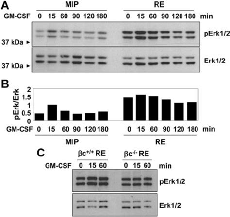 Constitutively Elevated Phosphorylation Of Erk In Runx Eto Cells