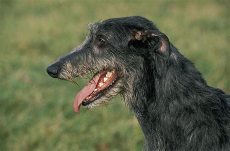 Deerhound Il Grande Levriero Scozzese A Pelo Ruvido