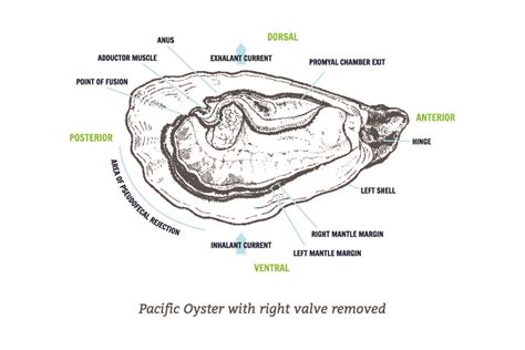 Oyster Adductor Muscle