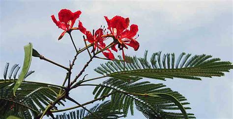 Thailand Trees And Names Krabi Spesialisten