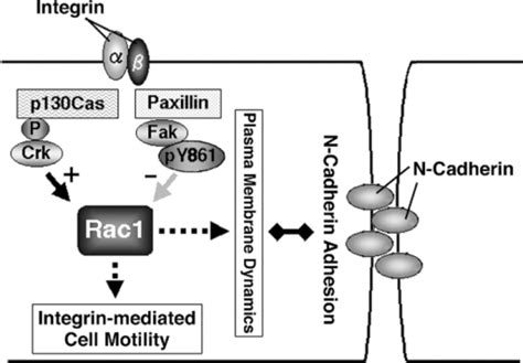 A Hypothetical Model Showing The Roles Of Fak And Paxil Open I