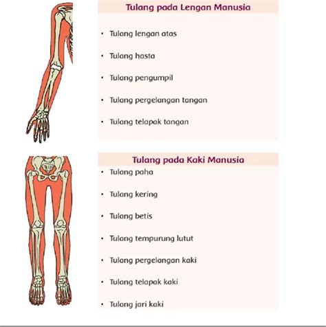 Kunci Jawaban Tema 1 Kelas 5 Sd Halaman 68 Fungsi Tulang Pada Lengan Manusia Dan Tulang Pada