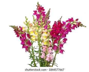 Colorful Snapdragon Flower Bouquet Isolated On Stock Photo 1844577667 ...